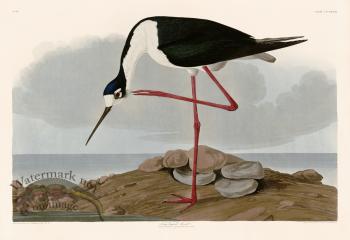 328 Long legged Avocet